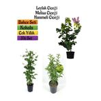 Gardenbox Kokulu Bahçe Seti Leylak Fidanı+Hanımeli Fidanı+Melisa Çiçeği Fidanı(40-80CM)