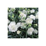 Gardenbox Kokulu Beyaz Karanfil Çiçeği Fidanı, 35-50cm, Saksılı, Bodur Bitkiler