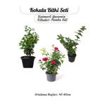 Gardenbox Kokulu Bitki Seti, Katmerli Ful Yasemin, Filbahri, Isparta Gülü, Bahçe Balkon Bitkisi, Çok Renkli, 40-60 cm