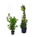 Gardenbox Kokulu Defne Çalısı Fidanı + Sarı Yasemin Çiçeği Fidanı 2'li Bahçe Peyzaj Seti