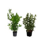 Gardenbox Kokulu Defne Çalısı Fidanı + Viburnum Kartopu Çiçeği 2'li Set Saksılı Bahçe Bitkisi