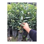 Gardenbox Kokulu Defne Fidanı, 5 Adet Tüplü, 60-100 cm, Dış Mekan Bitkisi, Laurus Nobilis