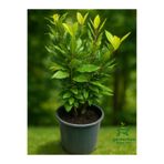 Gardenbox Kokulu Defne Fidanı Aromatik Defne Ağacı Bitkisi Laurus Nobilis 45-60 Cm
