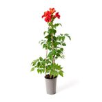 Gardenbox Kokulu Filbahri Çiçeği, Turuncu Acem Borusu Borazan Çiçeği Sarmaşık Bitkiler, 50-70cm