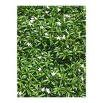 Gardenbox Kokulu Full Yasemin Çiçeği Fidanı, 25-40 cm, Saksılı, Bodur Çiçekli Bitkiler