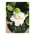 Gardenbox Kokulu Gardenya Çiçeği, Saksılı, 30-50cm, Beyaz, Ev Ofis Bitkisi