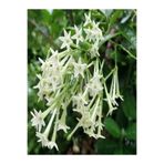 Gardenbox Kokulu Melisa Parfüm Çiçeği Fidanı, 20-30 cm, Saksılı, Cestrum Nocturnum