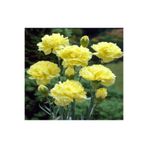 Gardenbox Kokulu Sarı Karanfil Çiçeği Fidanı, 25-40 cm, Saksılı