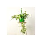 Gardenbox Kurdele Çiçeği Askılı Saksıda Chlorophytum Comosum Air Fresh Bitkisi