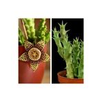 Gardenbox Leş Kaktüs Çiçeği Stapelia Variegata, 5-15 cm, Saksılı, Çiçekli Bodur Bitki
