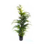 Gardenbox Leylandi Çam Fidanı, 70-100 cm, Saksılı, Dış Mekan Cupressocyparis Leylandii