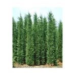 Gardenbox Leylandi Fidanı, 30-70cm, Saksılı Tüplü, 1 Adet