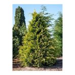 Gardenbox Leylandii Melez Servi Fidanı, Saksılı, 30-50 cm, Yeşil