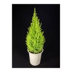 Gardenbox Limon Çamı 30-50 cm Tüplü Dış Mekan Ağacı, Cupresus Macrocarpa