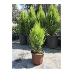 Gardenbox Limon Kokulu Çam Ağacı, 30-40 cm, Limoni Servi Cupressus
