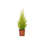 Gardenbox Limoni Servi Ağacı Fidanı, 30-50cm, Saksılı, Yeşil, Lemon Cypress