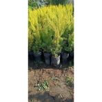 Gardenbox Limoni Servi Çamı, 1 Adet, Saksılı/Tüplü, 30-60cm, Bahçe Bitkisi, Cupressus