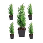 Gardenbox Limoni Servi Fidanı, 5 Adet Saksılı, 30-55 cm, Dış Mekan Bitkisi, Cupressus Macrocarpa