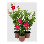 Gardenbox Mandevilla Karışık 30-60 cm, Pembe, Kırmızı, Beyaz Çiçekli Dış Mekan Sarmaşık