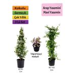 Gardenbox Mavi Yasemin, Arap Yasemini, Telgraf Çiçeği Hediyeli, Çok Renkli, 3'lü Set