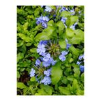 Gardenbox Mavi Yasemin Çiçeği Fidanı, 4 Adet Saksılı, 50-70 cm, Bahçe Bitkisi (Blue Jamine - Plumbago)