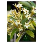 Gardenbox Melisa Çiçeği Fidanı Saksıda, Bahçe Çiçeği, 30-50 cm, Cestrum Nocturnum