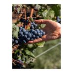 Gardenbox Merlot Üzüm Fidanı, 30-60 cm, Tüplü, Dış Mekan
