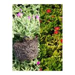 Gardenbox Mezar Seti Zemin Örtücü Çiçekli Bitki, 5 Buz + 5 Mezem, Çok Renkli