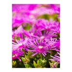 Gardenbox Mezarlık Üstü Çiçekleri, 4 Adet Mezar, Susuzluğa Dayanıklı, Mor