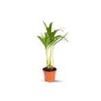 Gardenbox Mini Areka Fidanı, 15-30 cm, Saksılı, İç Mekan Salon Bitkisi