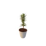 Gardenbox Mini Itır Bitkisi Mis Kokulu, 5-10 cm, 1 Adet Saksılı