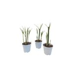 Gardenbox Mini Japon Şemsiyesi 5-10 cm, 3 Adet Saksılı İç Mekan Bitkisi