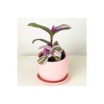 Gardenbox Mini Pembe Telgraf Çiçeği Tradescantia Nanouk 5.5 Cm Saksı