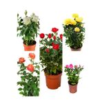 Gardenbox Minyatür Gül Fidanı, 5 Adet Saksılı, 20-30 cm, Bahçe Bitkisi