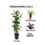 Gardenbox Mis Kokulu Hanımeli Çiçeği 1 ADET+Küstüm-Tül Çiçekleri HEDİYE
