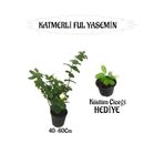 Gardenbox Mis Kokulu Katmerli Ful Yasemin, Küstüm Çiçeği Hediye Seti, 40-60 cm