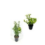 Gardenbox Mis Kokulu Melisa Fidanı, Kokulu Ful Yasemin Çiçeği, 40-80 cm, 2 Adet Kokulu Bahçe Seti