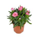 Gardenbox Mis Kokulu Pembe Karanfil Çiçeği Tül Kuşkonmaz, Hediyelik Şeker Bitkisi
