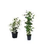 Gardenbox Mis Kokulu Yıldız Yasemin + Kokulu Hanımeli Çiçeği Fidanı 2'li Bahçe Peyzaj Seti