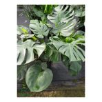 Gardenbox Monstera Deliciosa Canlı Yapraklı Deve Tabanı Çiçeği, 30-60 cm