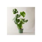 Gardenbox Monstera Deliciosa Deve Tabanı, 90-110 cm, Büyük Boy, Yeşil