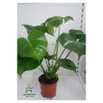 Gardenbox Monstera Deliciosa Deve Tabanı Çiçeği, 30-60 cm, 1 Adet