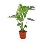 Gardenbox Monstera Deliciosa Saksılı Deve Tabanı Çiçeği, 30-60 cm