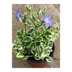 Gardenbox Mor Cezayir Menekşesi Çiçeği, Bahçe Balkon Çiçeği, 1 Adet Saksılı, 20-40 cm, Çok Renkli