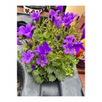 Gardenbox Mor Renk Balon Çiçeği Saksılı Bahçe Bitkisi, 10-20cm, Platycodon