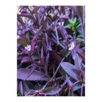 Gardenbox Mor Renkli Telgraf Çiçeği, 15-25 cm Saksılı, Black Love Flower
