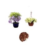 Gardenbox Mor Salkım Ağacı, Sarı Petunya Çiçeği, Dekoratif Taş 3'lü Peyzaj Seti