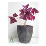 Gardenbox Mor Süs Yoncası Çiçeği 20-30Cm 1 ADET Canlı Çiçel Oxalis triangularis