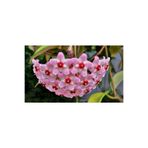 Gardenbox Mum Çiçeği Fidesi, Köklenmiş Hoya Pembe, Saksılı, 10-15 cm