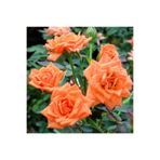 Gardenbox Mumyalı Turuncu Gül Fidanı, 10-15 cm, 4 Mevsim Dikilir